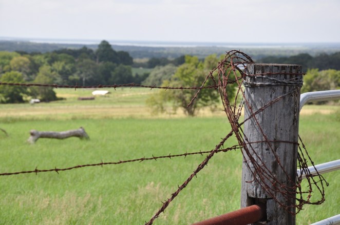 Lake Sommerville (in the distance)